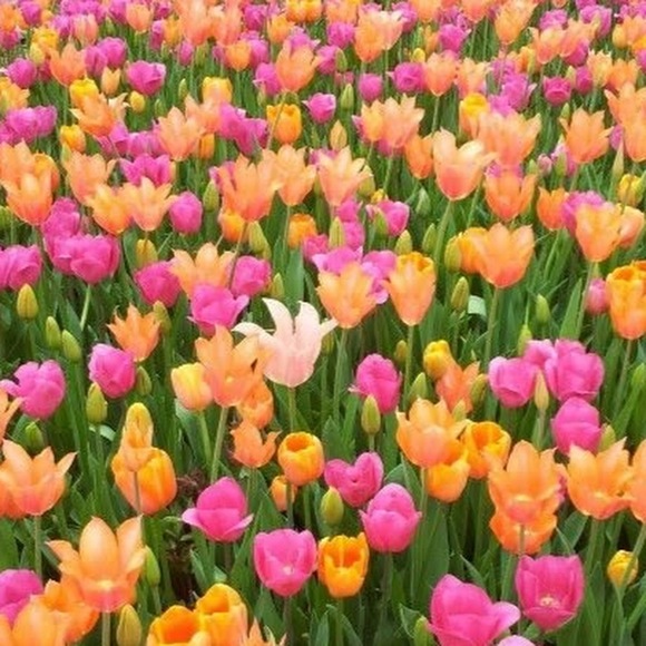 Meet your Posher, B - Picture 1 of 1